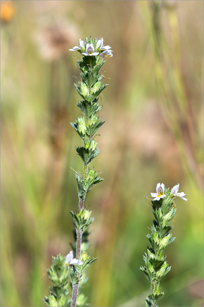 Image of genus Euphrasia specimen.