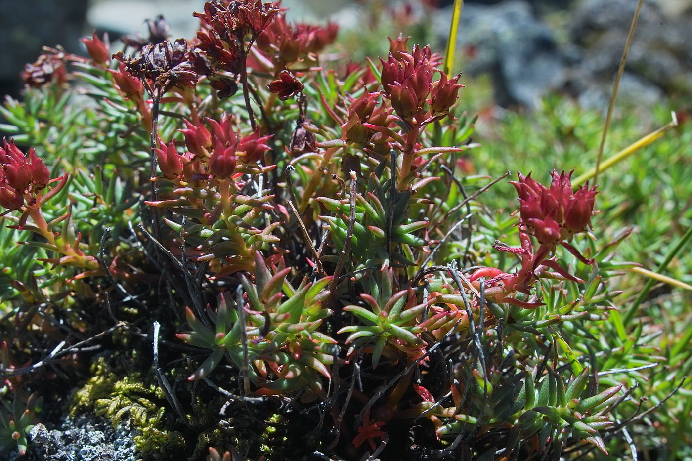 Изображение особи Rhodiola coccinea.