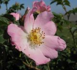 genus Rosa