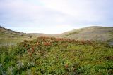 Rubus chamaemorus. Куртина плодоносящих растений среди вороники на торфяных кочках посреди болотины. Кольский п-ов, Восточный Мурман, окр. Дальние Зеленцы. Август 2005 г.