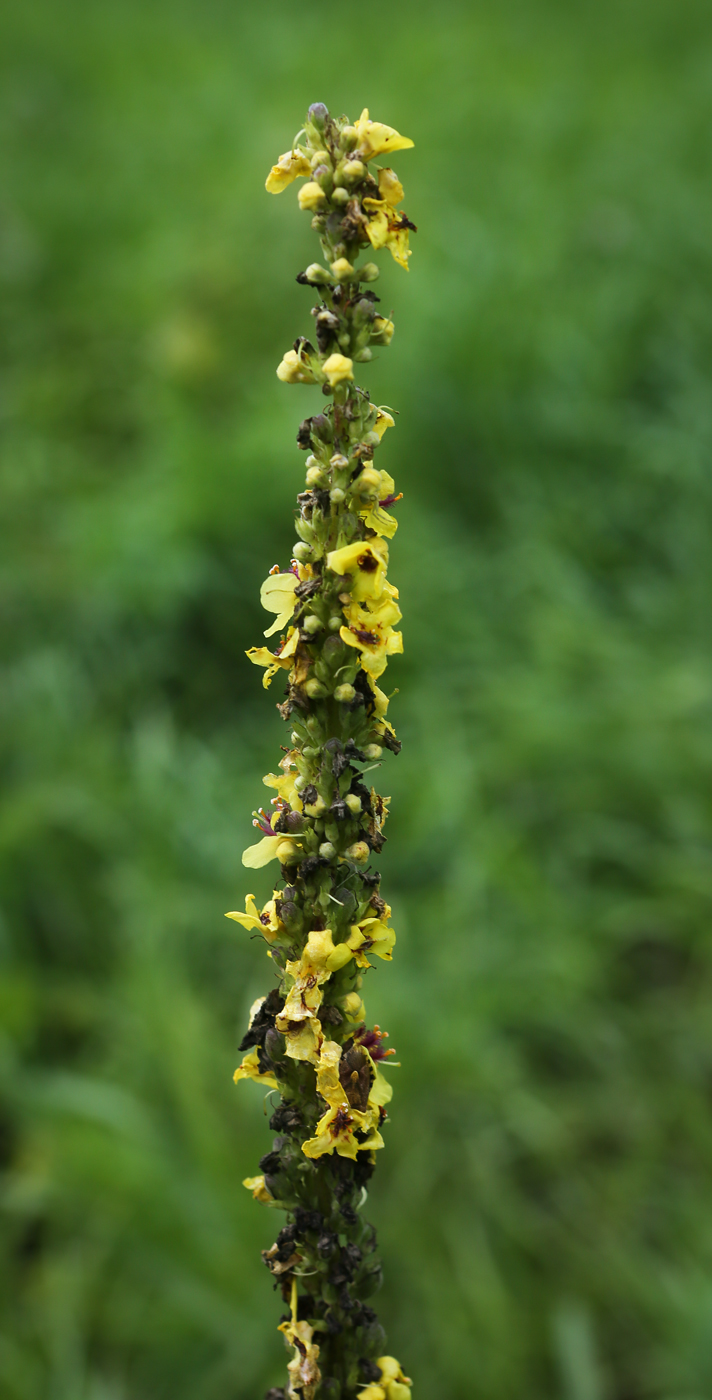 Изображение особи Verbascum nigrum.