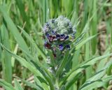 Cynoglossum officinale. Верхушка побега с соцветием. Иркутская обл., Усольский р-н, окр. с. Тельма, луг. 22.06.2016.