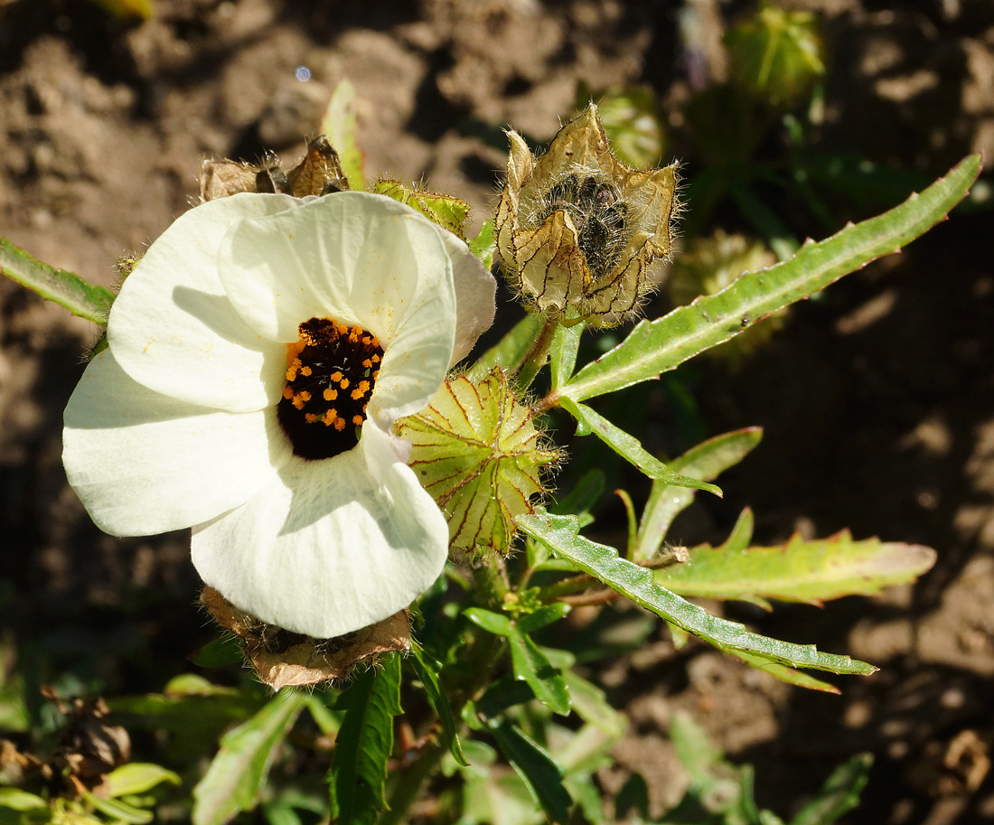 Изображение особи Hibiscus trionum.