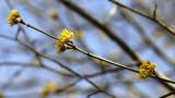 Cornus mas