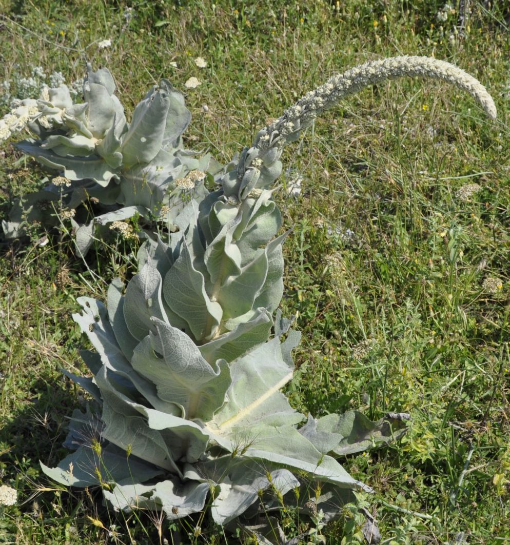 Изображение особи Verbascum macrurum.