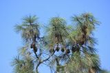 Pinus sabiniana. Ветви с шишками. Южный берег Крыма, пгт Форос, Форосский парк, в культуре. 23 августа 2015 г.