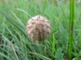 Trifolium fragiferum