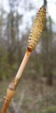 Equisetum sylvaticum