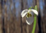 Galanthus alpinus