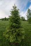 род Picea