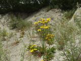 Crepis tectorum