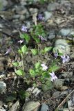 Viola sieheana