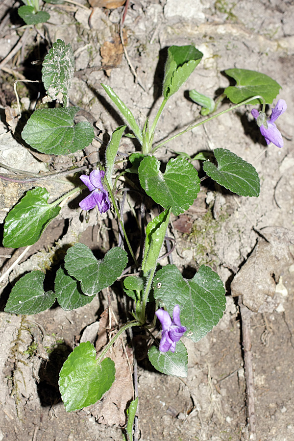 Изображение особи Viola dehnhardtii.