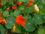 Tropaeolum majus