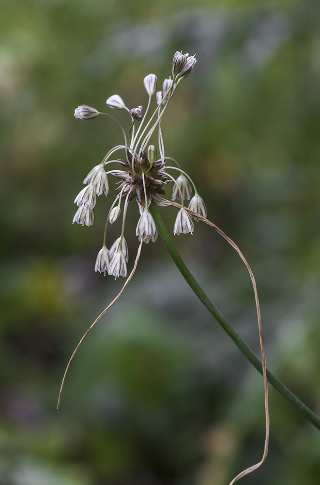 Изображение особи Allium oleraceum.