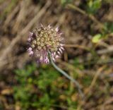 Allium pallasii