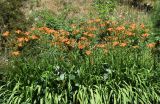 Hemerocallis fulva