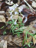 Cardamine trifida