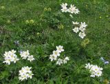 Anemonastrum crinitum