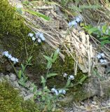 Myosotis lithospermifolia