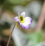 Pinguicula crystallina