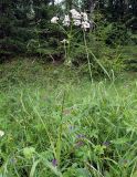 Valeriana officinalis