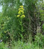 Lysimachia davurica