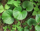 Viola palustris