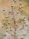 Eremurus soogdianus