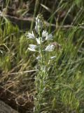 Ornithogalum hajastanum