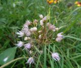 Allium nutans