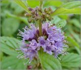 Mentha arvensis