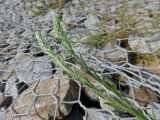 Corispermum hyssopifolium