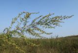 Artemisia abrotanum