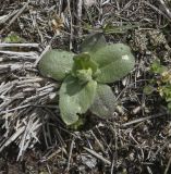 Draba nemorosa