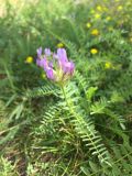 Astragalus danicus