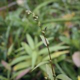 Persicaria hydropiper. Верхушка цветущего растения с сидящим насекомым. Москва, ГБС РАН, берег пруда. 15.09.2022.