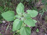 Helianthus annuus. Верхушка растения с развивающимся соцветием. Магаданская обл., г. Магадан, окр. мкр-на Солнечный, объездная дорога, на обочине. 15.08.2022.