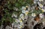 Pyrethrum glanduliferum. Верхушки побегов с соцветиями. Армения, обл. Гегаркуник, берег оз. Севан, окр. монастыря Севанаванк, ≈ 1900 м н.у.м., каменистый склон. 23.06.2022.