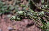 Gastrolychnis gonosperma