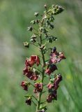 Verbascum phoeniceum. Соцветие с цветками и бутонами. Армения, обл. Гегаркуник, берег оз. Севан, гора Артаниш, ≈ 2400 м н.у.м., луговой склон. 23.06.2022.