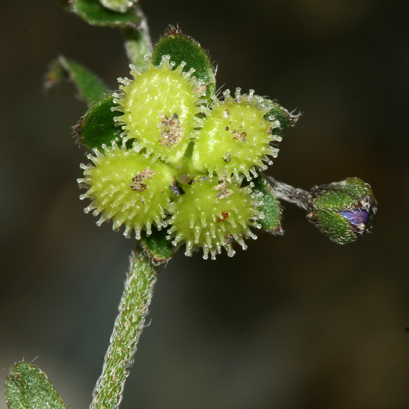 Изображение особи Paracynoglossum glochidiatum.
