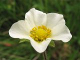 Potentilla rupestris