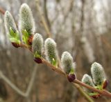 Salix myrsinifolia