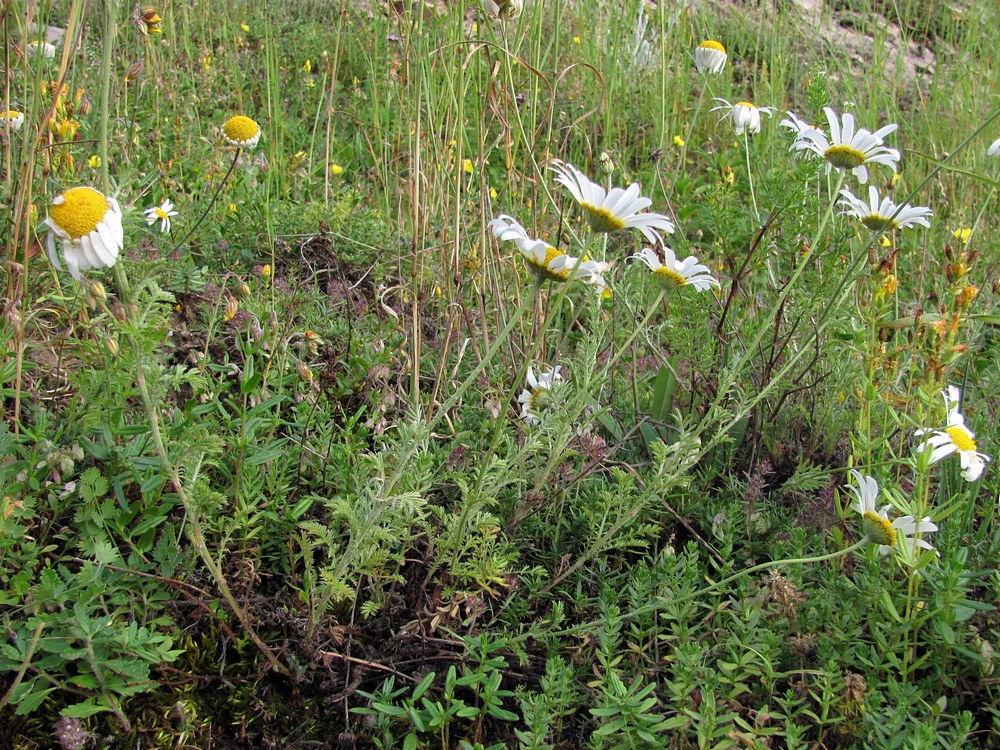 Изображение особи Anthemis jailensis.