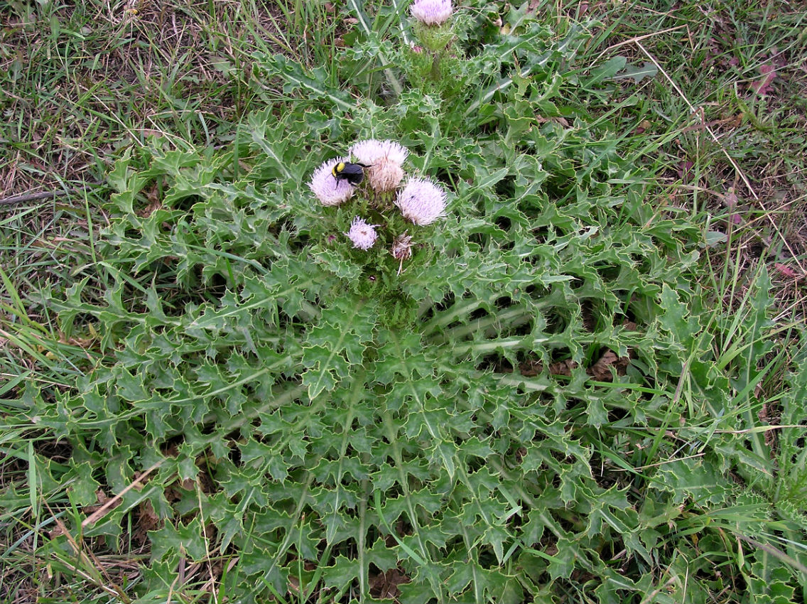 Изображение особи Cirsium roseolum.