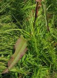 Rumex aquaticus