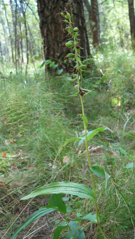 Изображение особи Epipactis helleborine.