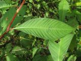 Persicaria lapathifolia