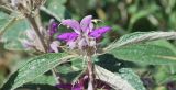 Phlomis regelii